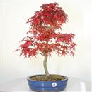 <b>Acero Deshojo</b> Esemplare Unico cm 55-260,00 €