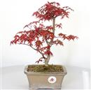 <b>Acero Deshojo</b> Esemplare Unico cm 32-160,00 €