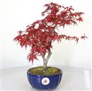 <b>Acero Deshojo</b> Esemplare Unico cm 35-140,00 €