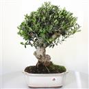 <b>Olivo Silvestre</b> Esemplare Unico cm 44-240,00 €