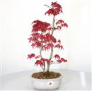 <b>Acero Deshojo</b> Esemplare Unico cm 44-280,00 €