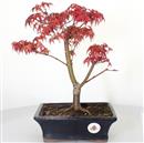 <b>Acero Deshojo</b> Esemplare Unico cm 34-97,00 €