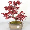 <b>Acero Deshojo</b> Esemplare Unico cm 34-298,00 €