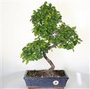 <b>Sagerezia</b> Esemplare Unico cm 50-130,00 (7)