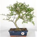 <b>Frassino Cinese</b> Esemplare Unico cm 35-130,00 €