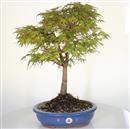 <b>Acero Sango Kaku</b> Esemplare Unico 55-240,00 €