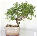 <b>Frassino Cinese</b> Esemplare Unico cm 38-198,00 €