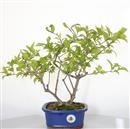 <b>Callicarpa</b> Esemplare Unico cm 35-87,00 €