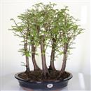 <b>Metasequoia Bosco</b> Esemplare Unico cm 48-198,00 €