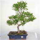 <b>Pepe</b> Esemplare Unico cm 53-198,00 € (7)