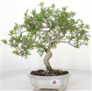 <b>Frassino Cinese</b> Esemplare Unico cm 32-99,00 €