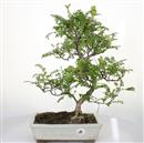 <b>Pepe</b> Esemplare Unico cm 45-99,00 € (7)