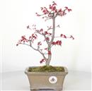 <b>Acero Deshojo</b> Esemplare Unico cm 32-140,00 €