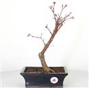 <b>Acero Deshojo</b> Esemplare Unico cm 37-97,00 €