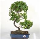 <b>Sagerezia</b> Esemplare Unico cm.48-130,00 (7)