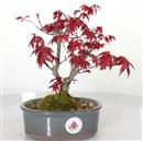 <b>Acero Deshojo</b> Esemplare Unico cm 23-125,00 €