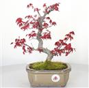 <b>Acero Deshojo</b> Esemplare Unico cm 33-298,00 €