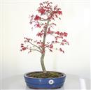 <b>Acero Deshojo</b> Esemplare Unico cm 55-240,00 €