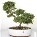 <b>Olmo Giapponese</b> Esemplare Unico cm 38-140,00 €