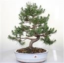 <b>Pino di Aleppo</b> Esemplare Unico cm 46-160,00 € novi