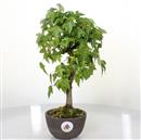 <b>Acero Tridente</b> Esemplare Unico cm 34-140,00 €