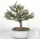 <b>Tasso</b> Esemplare Unico cm 38-99,00 €