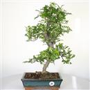 <b>Pepe</b> Esemplare Unico cm 48-97,00 € (7)