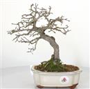 <b>Kaki</b> Esemplare Unico cm 30-295,00 €