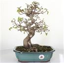 <b>Carpino Coreana</b> Esemplare Unico cm 35-360,00 €