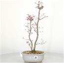 <b>Acero Deshojo</b> Esemplare Unico cm 44-280,00 €