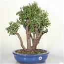 <b>Portulacaria</B> Esemplare Unico cm 48-140,00 € (10)