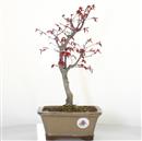 <b>Acero Deshojo</b> Esemplare Unico cm 34-135,00 €