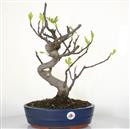 <b>Fico</b> Esemplare Unico cm 46-190,00 €