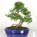 <b>Frassino Cinese</b> Esemplare Unico cm 37-240,00 €