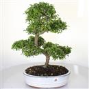 <b>Olmo Giapponese</b> Esemplare Unico cm 44-140,00 €