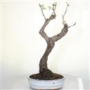 <b>Vite</b> Esemplare Unico cm 60-140,00 €