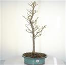 <b>Albero Pagoda</b> Esemplare Unico cm 72-240,00 €