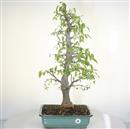 <b>Bagolaro</b> Esemplare Unico cm 70-298,00 €