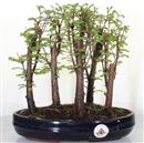 <b>Metasequoia Bosco</b> Esemplare Unico cm 27-87,00 €