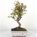 <b>Melograno Nejikan</b> Esemplare Unico cm 33-125,00 €