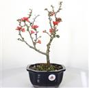 <b>Chaenomeles Red Kimono</b> Esemplare Unico cm 40-97,00 €