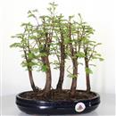 <b>Metasequoia Bosco</b> Esemplare Unico cm 32-87,00 €