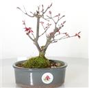 <b>Acero Deshojo</b> Esemplare Unico cm 23-125,00 €