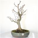 <b>Magnolia Kobus</b> Esemplare Unico cm 58-290,00 €