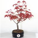 <b>Acero Deshojo</b> Esemplare Unico cm 21-39,80 €