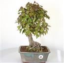 <b>Acero Tridente</b> Esemplare Unico cm 40-250,00 €