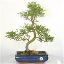 <b>Pepe</b> Esemplare Unico cm 54-198,00 € (7)