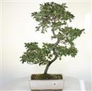 <b>Azalea Kumpu</b> Esemplare Unico 61-290,00 €