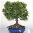 <b>Pino Mugo</b> Esemplare Unico cm 48-180,00 €