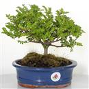 <b>Pepe</b> Esemplare Unico cm 24-49,00 € (7)